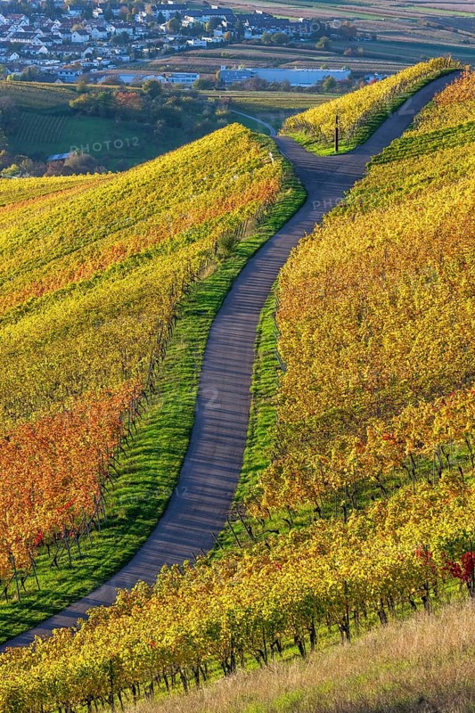 A winding path through colourful vineyards in an autumnal landscape under a sunny sky, Strümpfelbach, Rems Valley, Baden-Württemberg, Germany