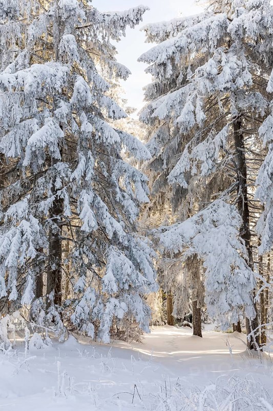 Even the tree trunks are all decorated with hoarfrost, snowy winter landscape on the Auersberg, Eibenstock, Erzgebirge, Saxony, Germany