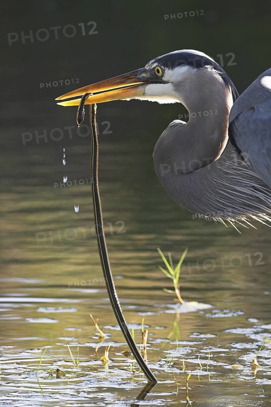 Great Blue Heron (Ardea herodias), Florida, USA
