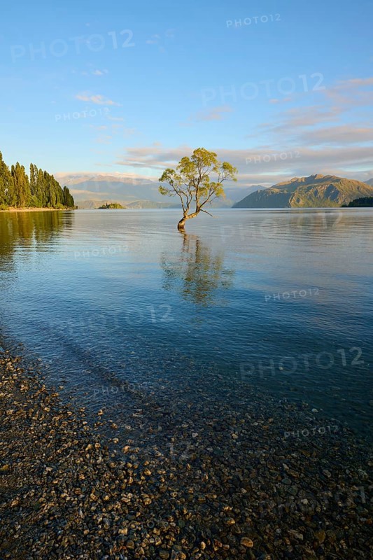 A tree stands in the lake on a rocky beach, surrounded by mountains in the morning light, summer, Lake Wanaka, Wanaka, Otago, South Island, New Zealand