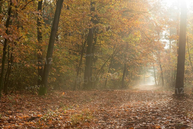 Forest trail through deciduous forest in fall colors, North Rhine-Westphalia, Germany