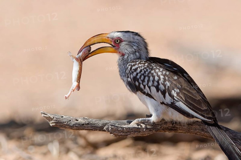 Southern yellow-billed hornbill (Tockus leucomelas), sitting on a branch, feeding on prey, Kalahari desert, Kgalagadi Transfrontier Park, Northern Cape, South Africa