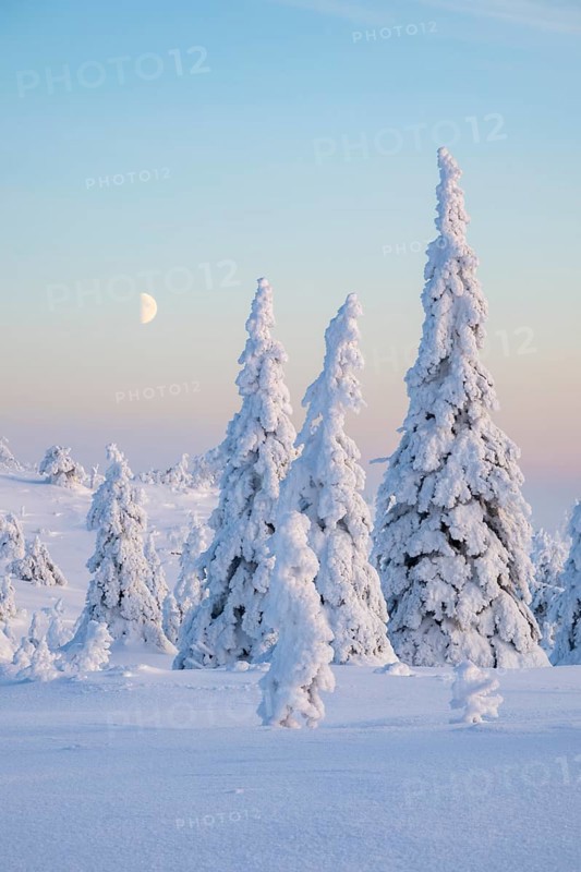 Winter landscape with snow-covered trees, Riisitunturi National Park, Posio, Lapland, Finland