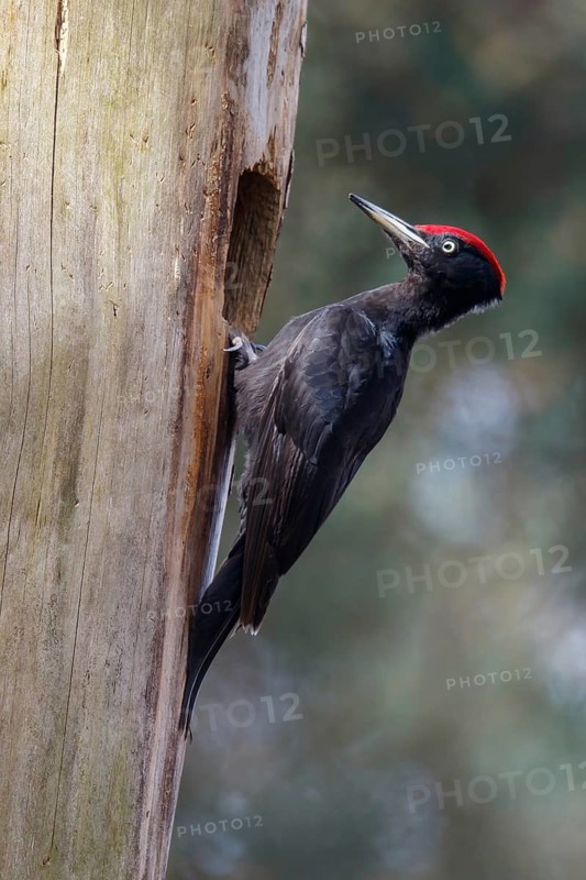 Black Woodpecker (Dryocopus martius) male at nest cavity, Netherlands