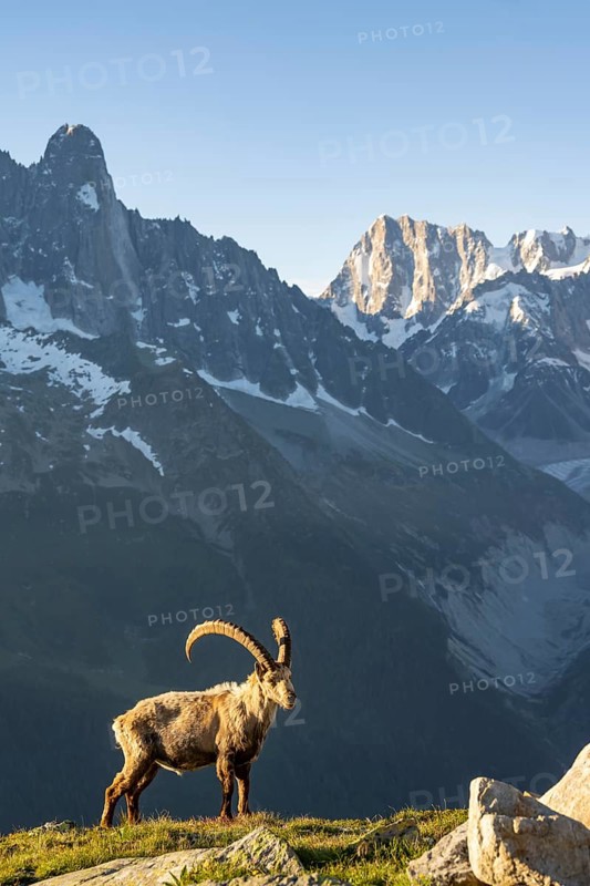 Alpine ibex (Capra ibex), adult male, in front of mountain landscape in morning light, in the background mountain peak Grandes Jorasses of the Mont Blanc massif, Aiguille Rouges, Chamonix, France