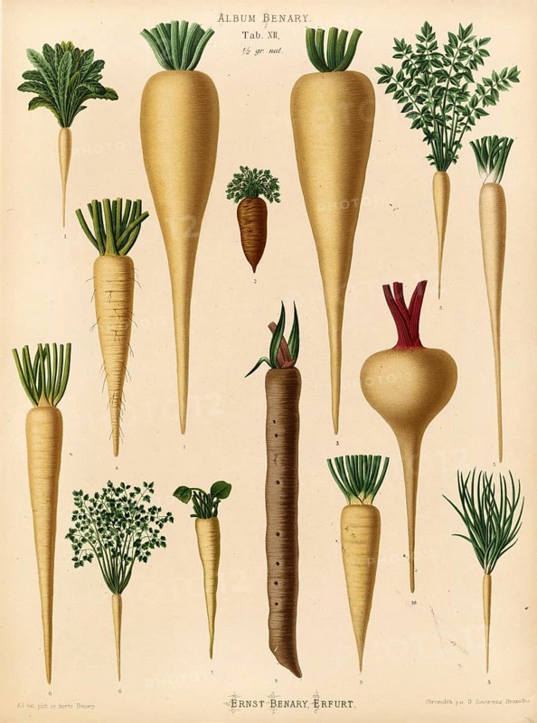 Vegetables, various turnips and root vegetables, after Ernst Samuel Benary (10 November 1819, 19 February 1893), Hessian horticulturalist, Historical, digitally restored reproduction from a 19th century original, Record date not stated