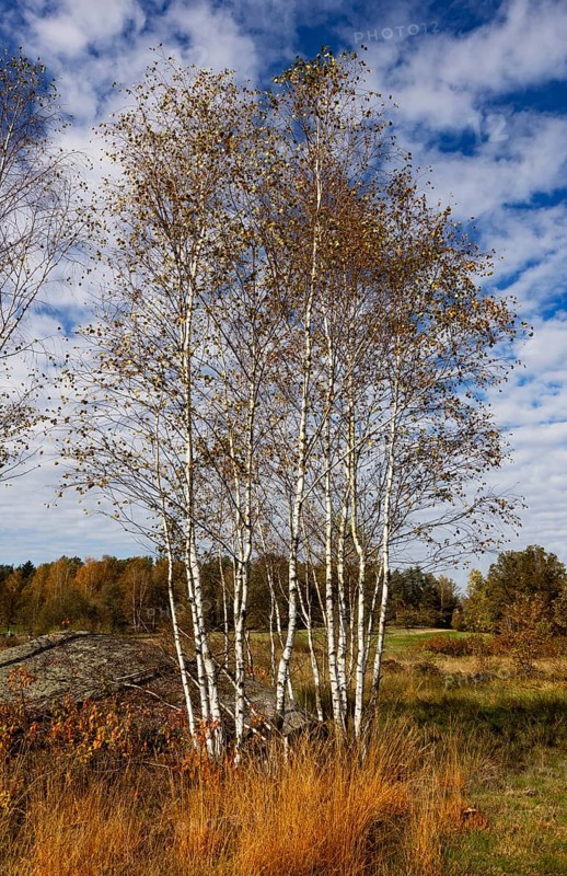 Lean meadow, altocumulus, cloudy sky with fleecy clouds and birch trees in the Blockheide nature park Park near Gmünd, Waldviertel, Lower Austria, Austria
