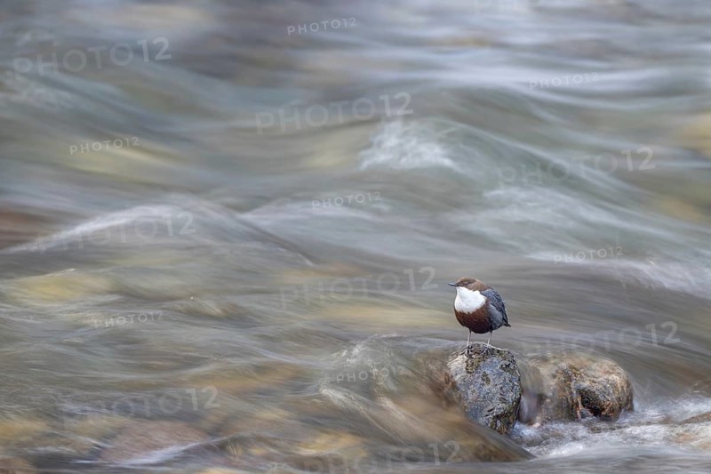 White-throated White-throated Dipper (Cinclus cinclus), sitting on a stone in a stream, Kundler Klamm, Kundl, Tyrol, Austria