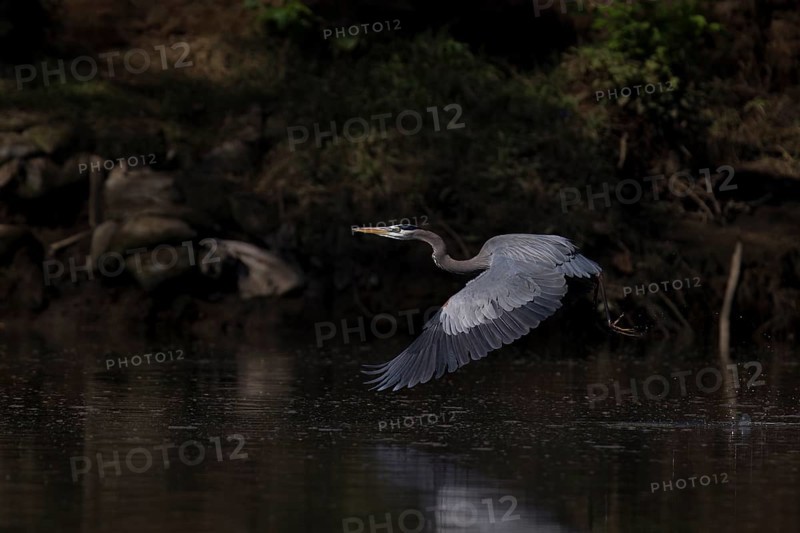 Great blue heron