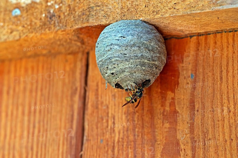 Wasp nest, wasp, animals, insects, fruit, fruits, nest, real wasps, breeding site, common wasp, Mecklenburg-Western Pomerania, Federal Republic of Germany