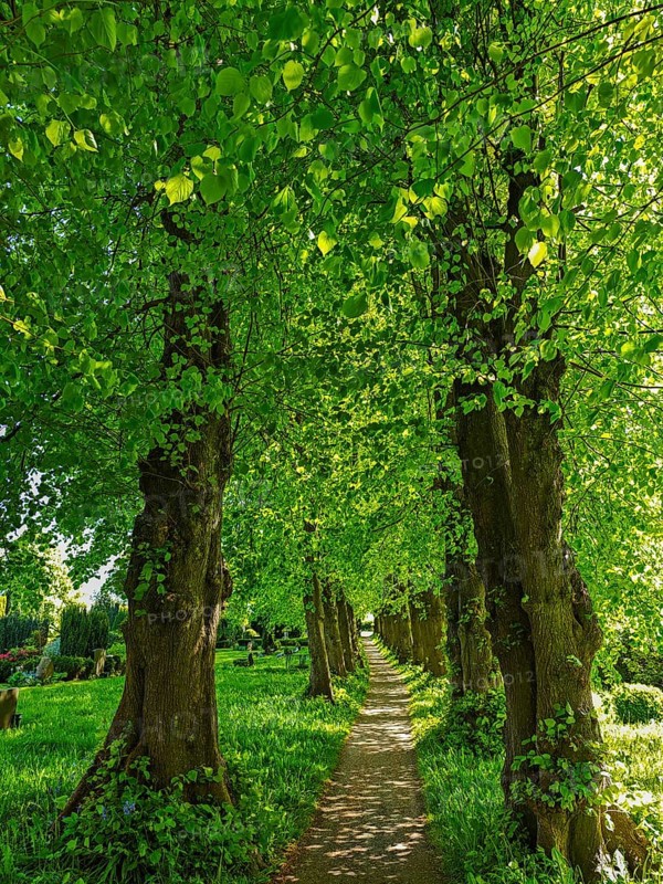 Tree avenue at the cemetery of Sieseby church, sunshine, backlight shot, Thumby, landscape Schwansen, gravestones, Schleswig-Holstein, Germany