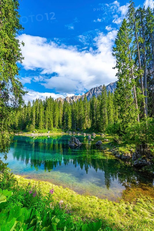 Emerald waters of lake carezza reflecting latemar mountain range and lush green forest on a sunny summer day in the dolomites, italy