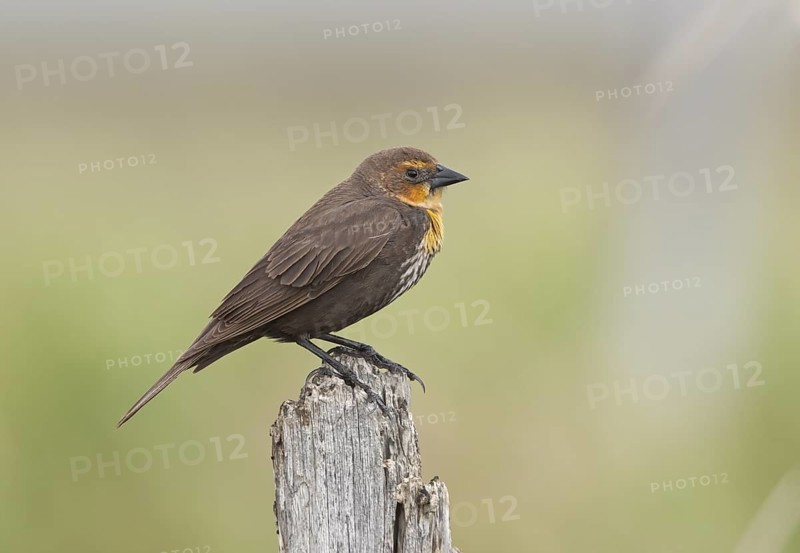 Yellow-headed Blackbird (Xanthocephalus xanthocephalus) female, Colorado, USA