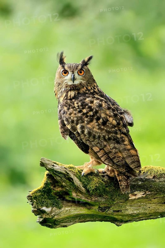 Eurasian Eagle-owl (Bubo bubo), adult, perch, vigilant, in summer, Wisdom, Šumava, Czech Republic