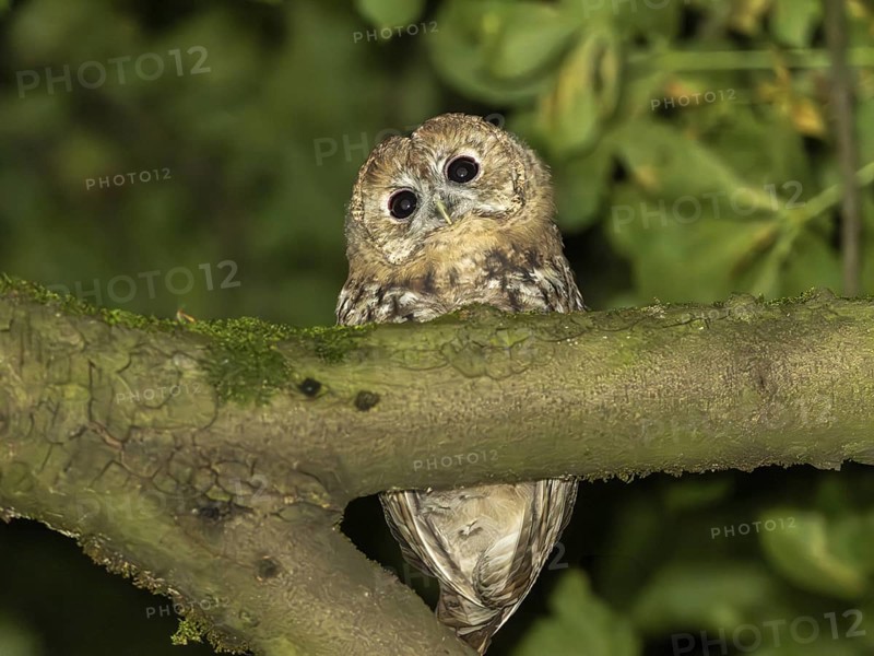 Tawny owl (Strix aluco), Westend Nord, Frankfurt am Main, Hesse, Germany