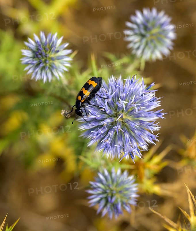 Blue thistles and beetles, Mourèze, Département Hérault, France