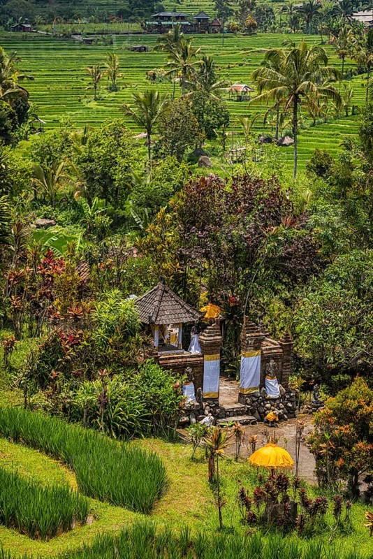 Jatiluwih, rice terrace, temple, Hinduism, agriculture, export, tourism, travel, landscape, UNESCO, Bali, Indonesia