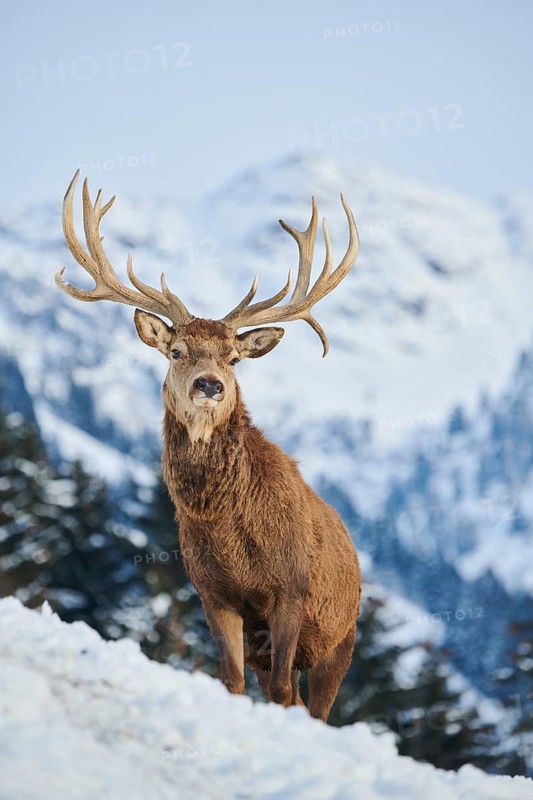 Red deer (Cervus elaphus) stag on a snowy meadow in the mountains in tirol, Kitzbühel, Wildpark Aurach, Austria