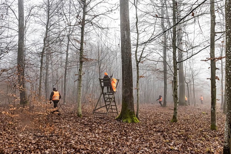 Driven hunting in Schönbuch. In autumn, hunters go hunting for wild boar and deer. Drivers in safety vests drive game through the forest. Böblingen, Baden-Württemberg, Germany