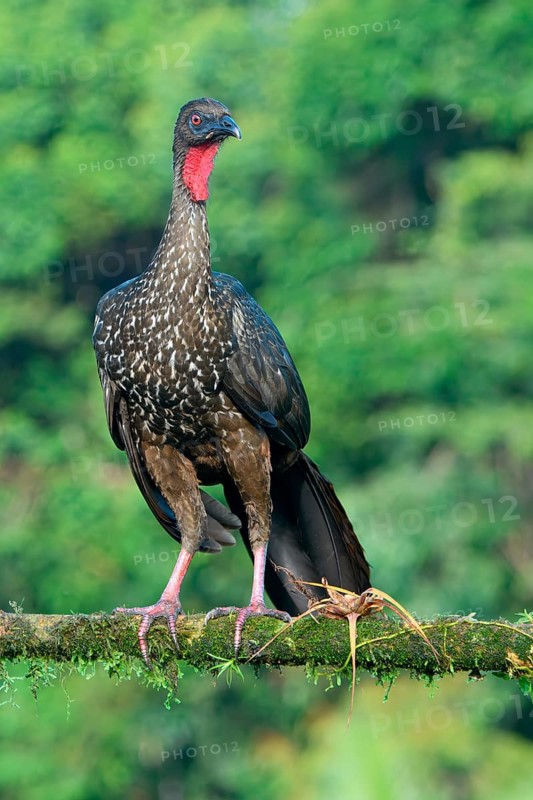 Crested Guan (Penelope purpurascens) perched on a branch, Costa Rica