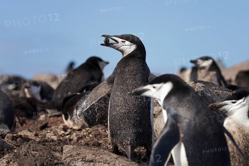 Chinstrap Penguin (Pygoscelis antarcticus) group, Antarctica
