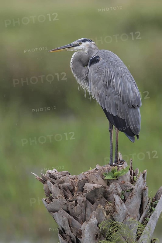 Great Blue Heron (Ardea herodias), Florida, USA