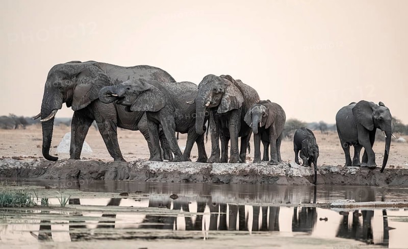 Animal family with baby elephant, African elephants (Loxodonta africana), drinking at the waterhole, dramatic reflection in the water, Nxai Pan National Park, Botswana