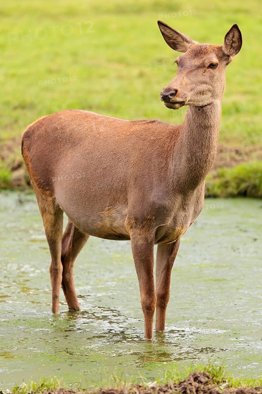 A red deer hind (Cervus elaphus) stands in a puddle in a meadow and observes its surroundings