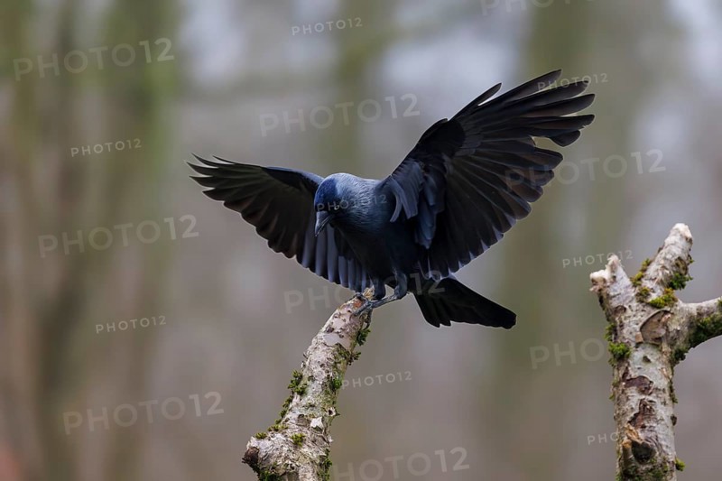 Jackdaw (Corvus monedula), Germany