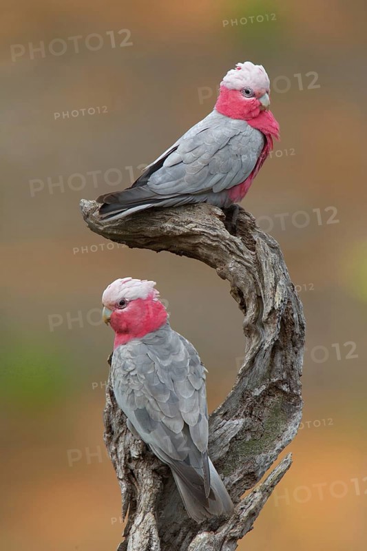 Galah (Eolophus roseicapilla), Victoria, Australia