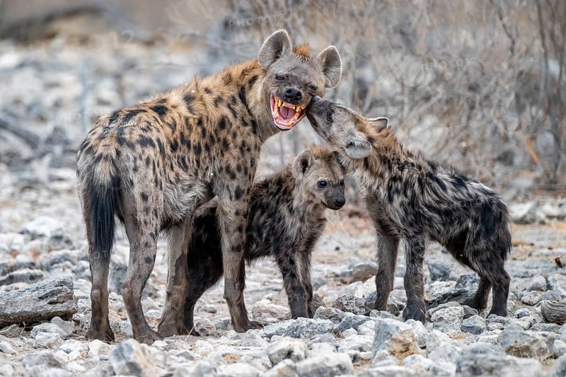 Spotted hyena or spotted hyena (Crocuta crocuta) with two young animals, Etosha National Park, Namibia