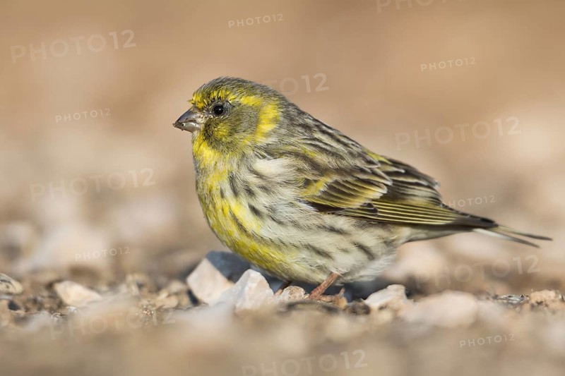 Serin - Girlitz - Serinus serinus, Spain, adult male