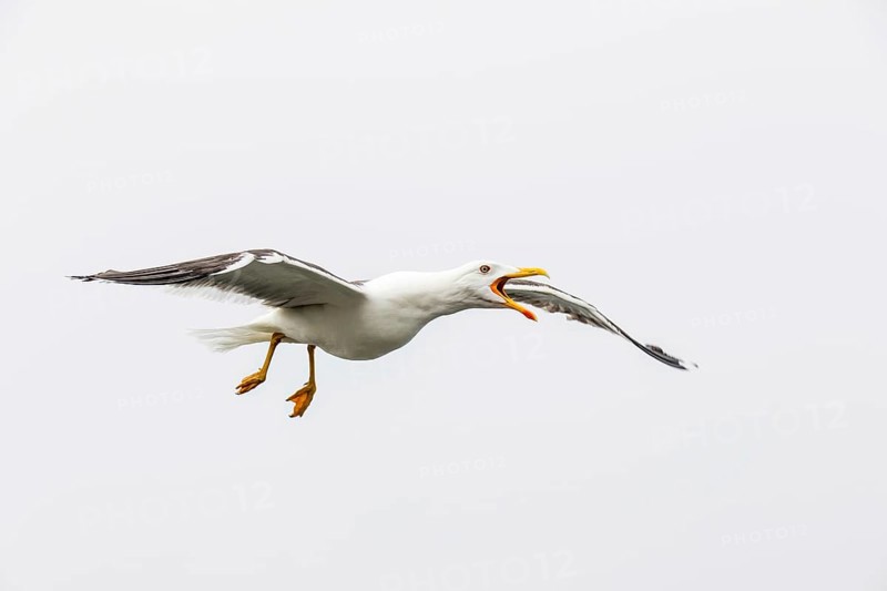 Lesser Black-backed Gull (Larus fuscus) calling in flight, Texel, Netherlands