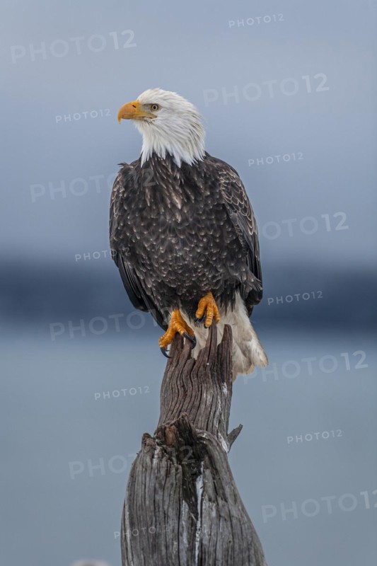 Bald eagle, Haliaeetus leucocephalus, sitting, adult, winter, Homer, Alaska, USA