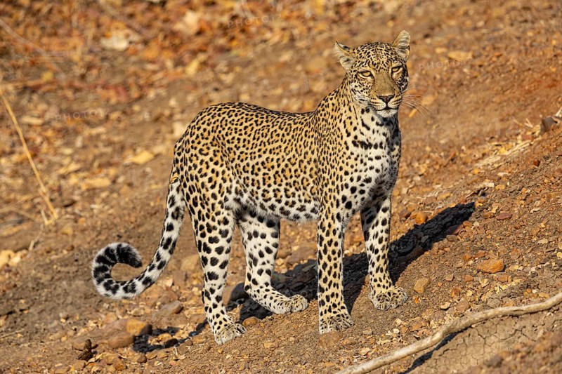 Leopard (Panthera pardus) female Zambia
