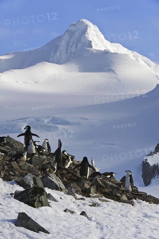 Chinstrap Penguin (Pygoscelis antarcticus), Antarctica