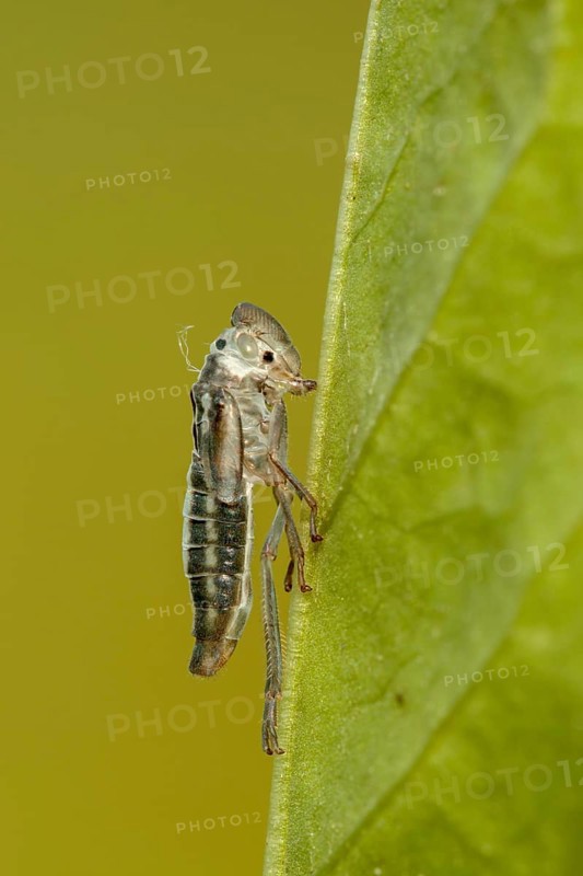 Achtergebleven huidje van een Groene cicade, remaning skin from an emerged Green leafhopper