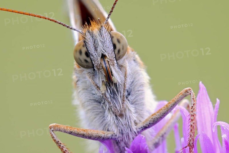 Dark Green Fritillary (Argynnis aglaja) portrait on Field Scabious (Knautia arvensis), North Rhine-Westphalia, Germany