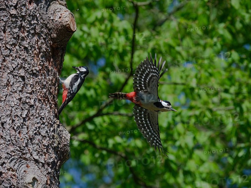 Operation at the nest box entrance