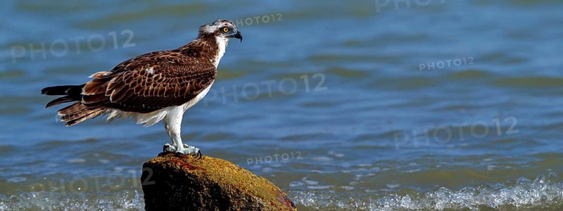 An osprey looking for food, (Pandiaon haliaetus), family of birds of prey, biotope, habitat, standing on a stone in the water, Raysut, Salalah, Dhofar, Oman