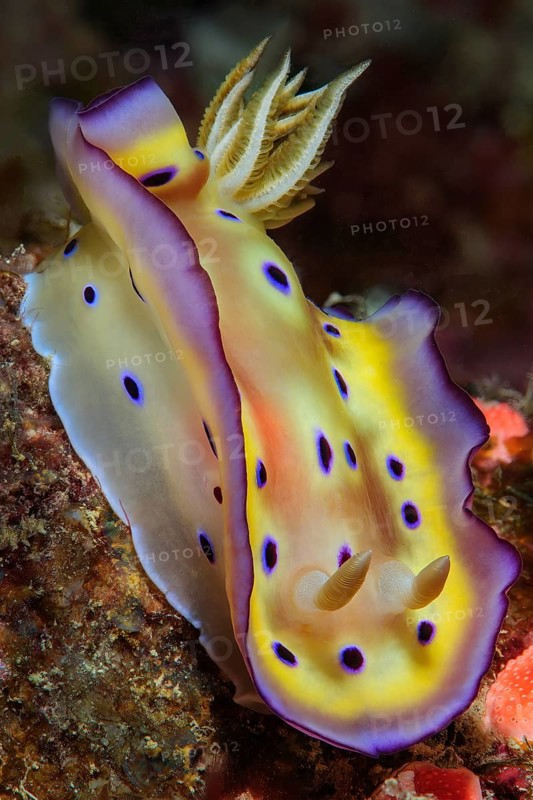 Kunies Chromodoris magnificent star snail (Goniobranchus kuniei) formerly (Chromodoris kuniei) eats hydrozoans, Pacific Ocean, Caroline Islands, Yap Island, Micronesia