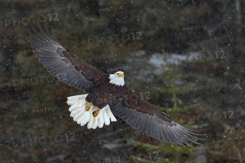 Bald Eagle (Haliaeetus leucocephalus) flying in snow fall, Alaska, USA