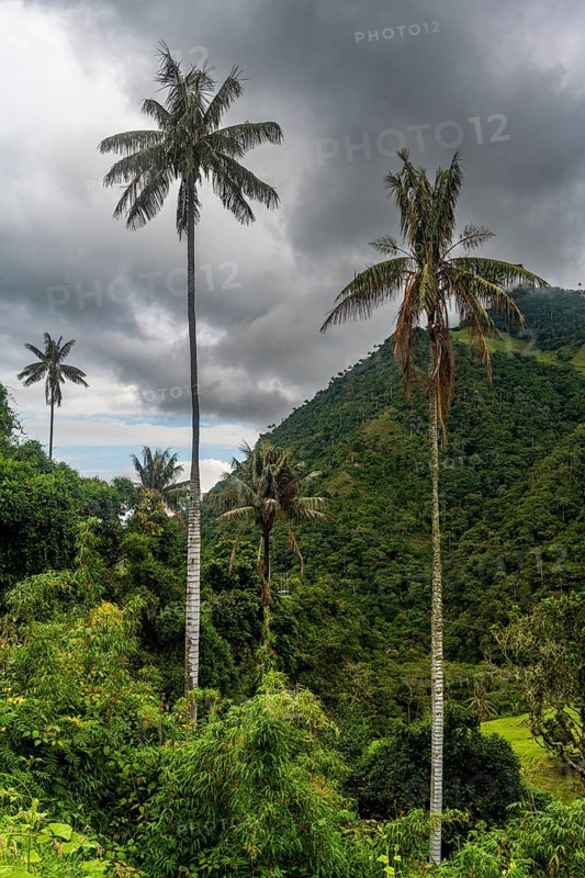 Wax palms largest palms in the world, Cocora valley, Unesco site coffee cultural landscape, Salento, Colombia