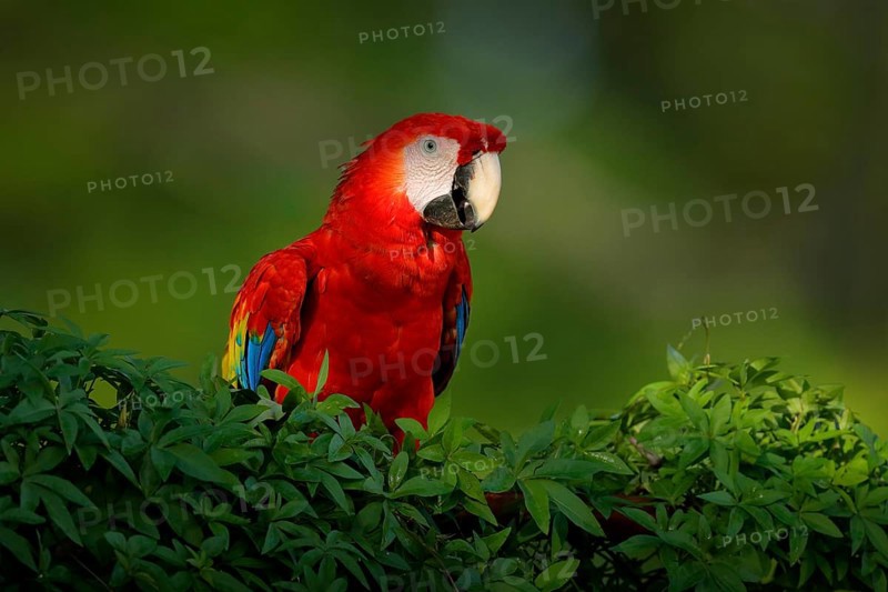 Red parrot Scarlet Macaw, Ara macao, bird sitting on the branch with food, Amazon, Brazil. Wildlife scene from tropical forest. Beautiful parrot on tree in nature habitat