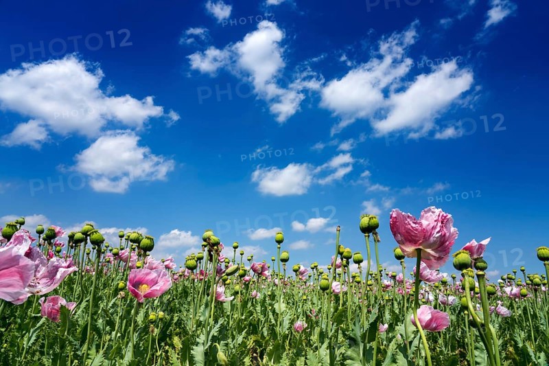 Opium poppy field, Germerode, Werra-Meissner district, Hesse, Germany
