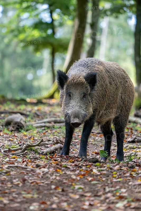 Wild boar (Sus scrofa), Vulkaneifel, Rhineland-Palatinate, Germany