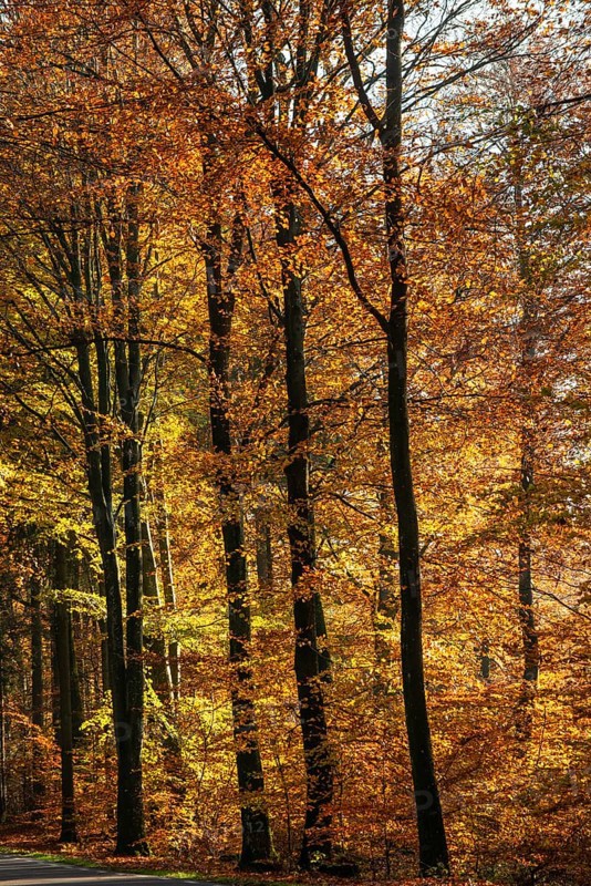Colorful beech forest in autumn in Sankt Olof, Simrishamn municipality, Skåne county, Sweden, Scandinavia