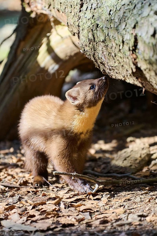 European pine marten (Martes martes) in a forest, Bavaria, Germany