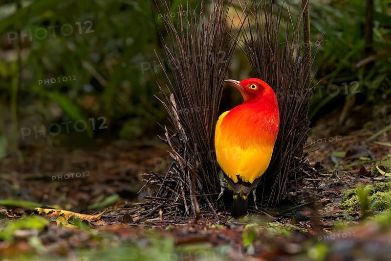 Flame Bowerbird (Sericulus ardens) perched at its bower in Papua New Guinea
