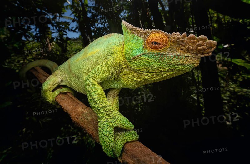 Parson's chameleon (Calummy parsonii parsonii) in the rainforests of east-central Madagascar